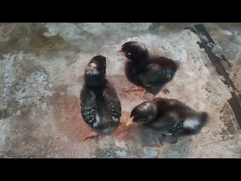 ayam barred rock
