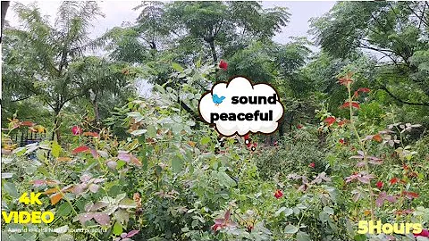 Beautiful 🐦 🕊️ Birds Singing Relaxing Bird Sounds Heal Stress Anxiety and Depression  Heal The Mind