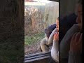 Gorilla pounding on glass