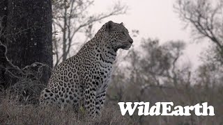 WildEarth - Sunset Safari - 15 September 2023