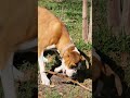 Nebula loves her grape vine stick
