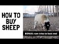 HOW TO BUY SHEEP THE RIGHT WAY: And a bonus, my ram tries to BUTT ME!