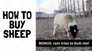HOW TO BUY SHEEP THE RIGHT WAY: And a bonus, my ram tries to BUTT ME!