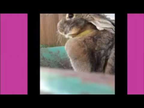 Comment sortir un lapin de sa cage