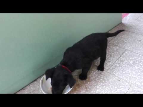 Video: Ako Odstaviť Labradora Od Hryzenia