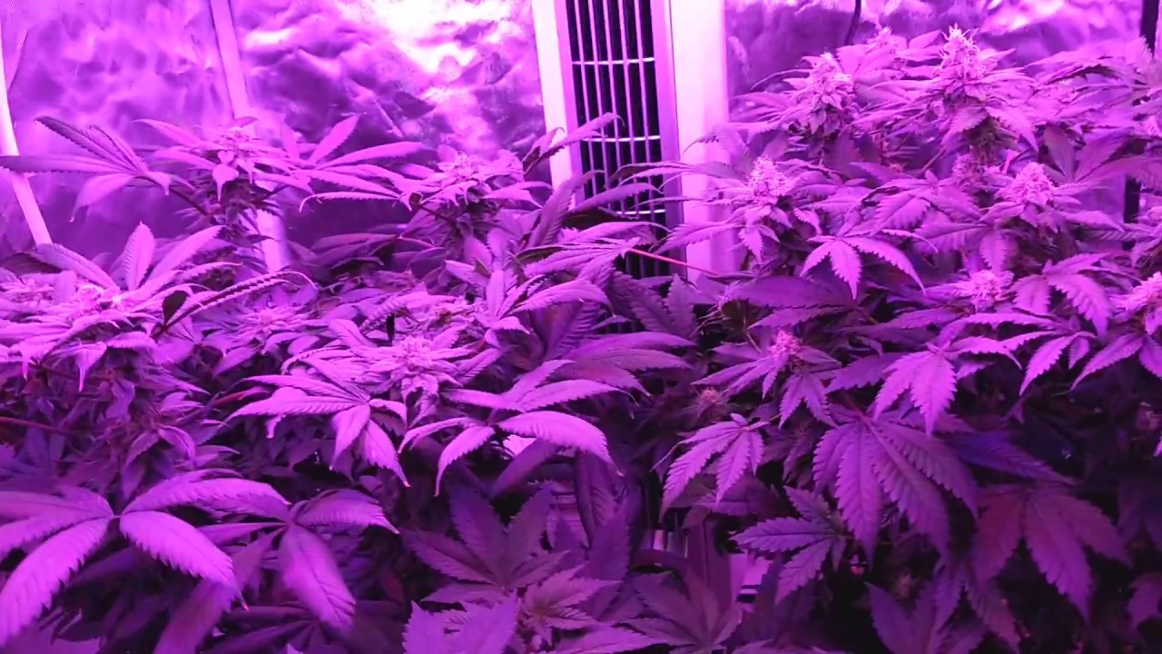 SovietStoner : Grow Journal - "Blueberry Cough" and "Channel" - Day 53 of Flowering