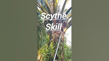 The Best Scythe Skill In Palm Harvesting #Shorts