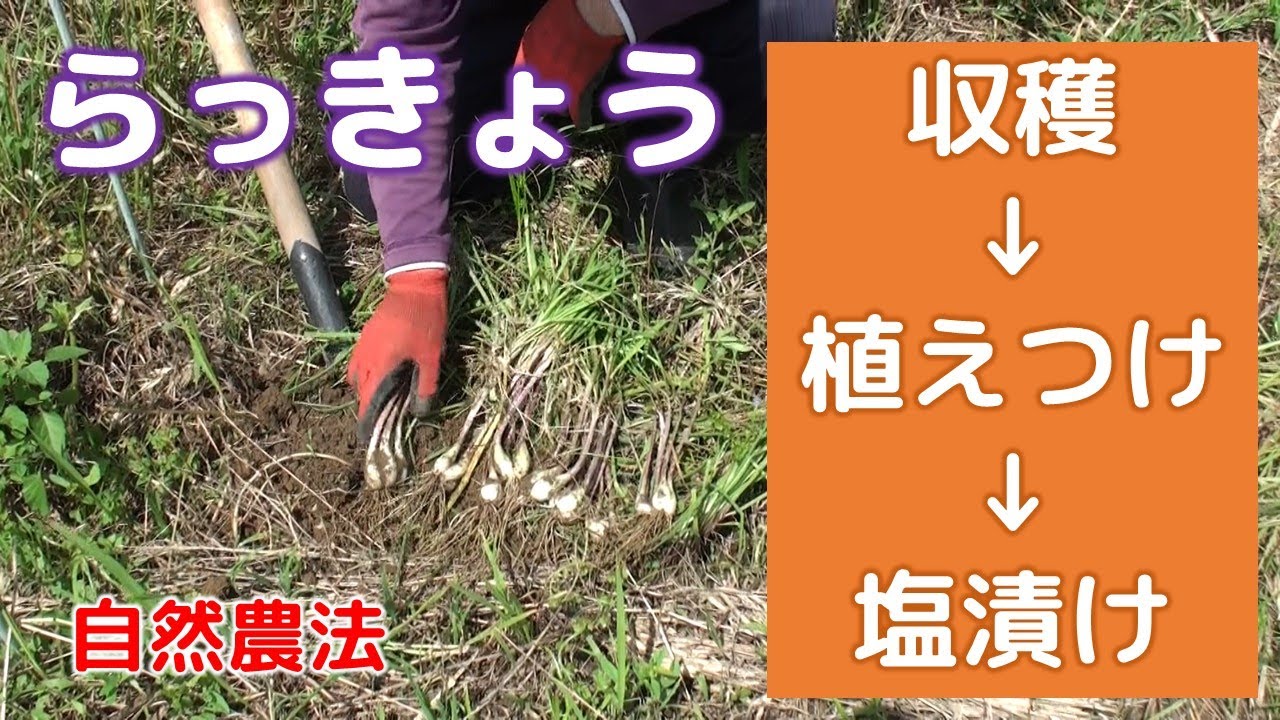 らっきょう 収穫後すぐに植えつけ、翌日塩漬け　自然農法