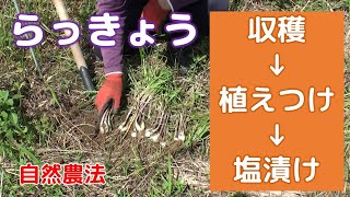 Pickled radishes: Planted immediately after harvest and salted the