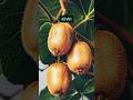 Benefits of Kiwi.