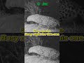 Big Cats Have A Busy Nightlife | iPanda #shorts