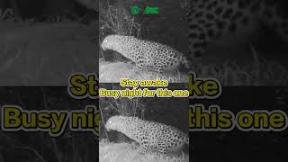 Big Cats Have A Busy Nightlife | iPanda #shorts