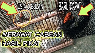 Merawat Burung Cabe-cabean Hasil Pikat