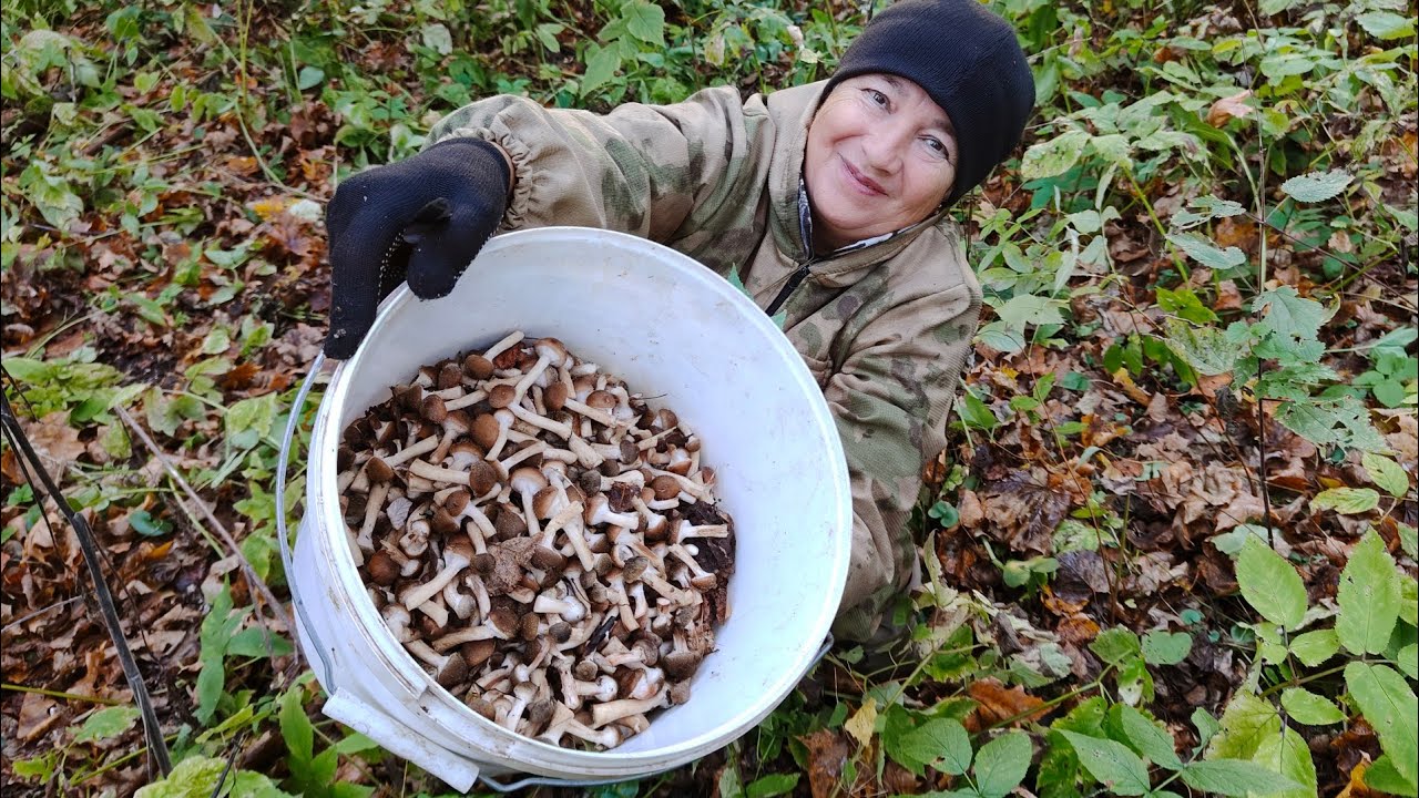 ОПЯТА пеньковые 👍🔥 // любим это дело🙋//