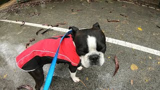 Poor little guy was cold and miserable so I got him this! 🌧️🧊🐕