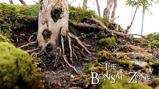 A Spring Clean Up of My Avatar Grove, Part 2, The Bonsai Zone, Mar 2020