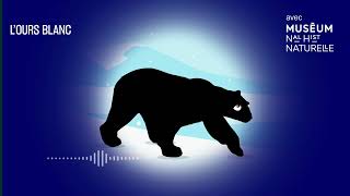L'ours blanc : le solitaire du grand Nord