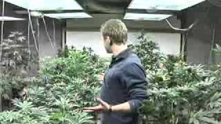 MT Legislatures new marijuana rules could create new black market