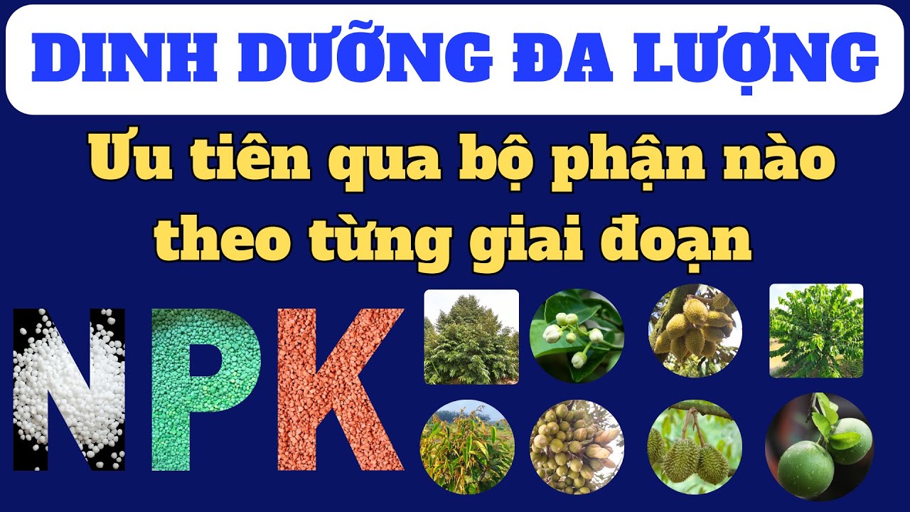 Tổng hợp về ưu tiên dinh dưỡng N,P,K cho từng vị trí của cây trồng theo từng giai đoạn phát triển