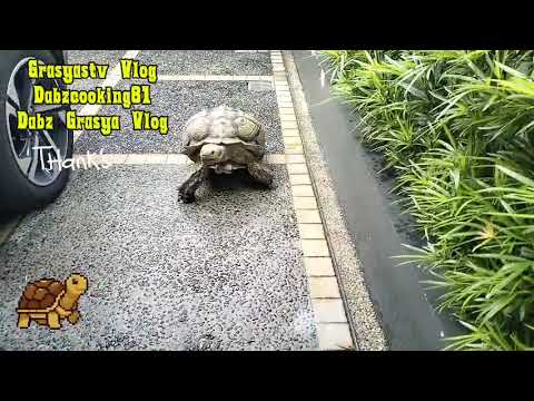 Walking Tortoise #satisfying #shorvedio
