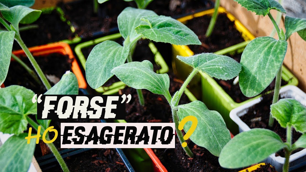 Ho SEMINATO 1500 piantine (Forse ho esagerato)