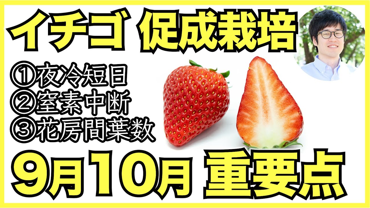 Farmers] Important points for strawberry flower bud