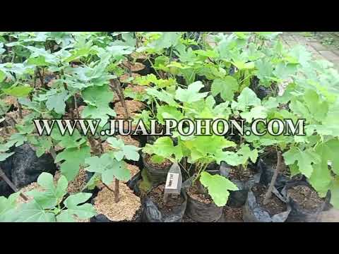 Langsung dari Kebun! Bibit Buah Tin Berkualitas!