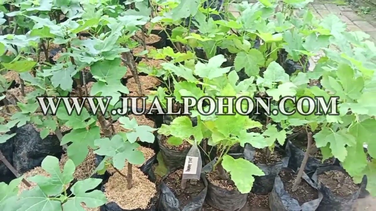 Langsung dari Kebun! Bibit Buah Tin Berkualitas!