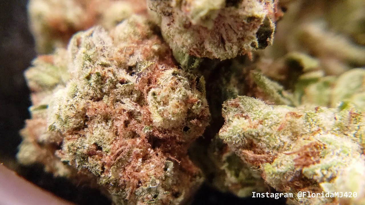 Opening 2 Month Old Lemon OG Kush 29.3% THC from Trulieve - Florida Medical Marijuana Strain Review