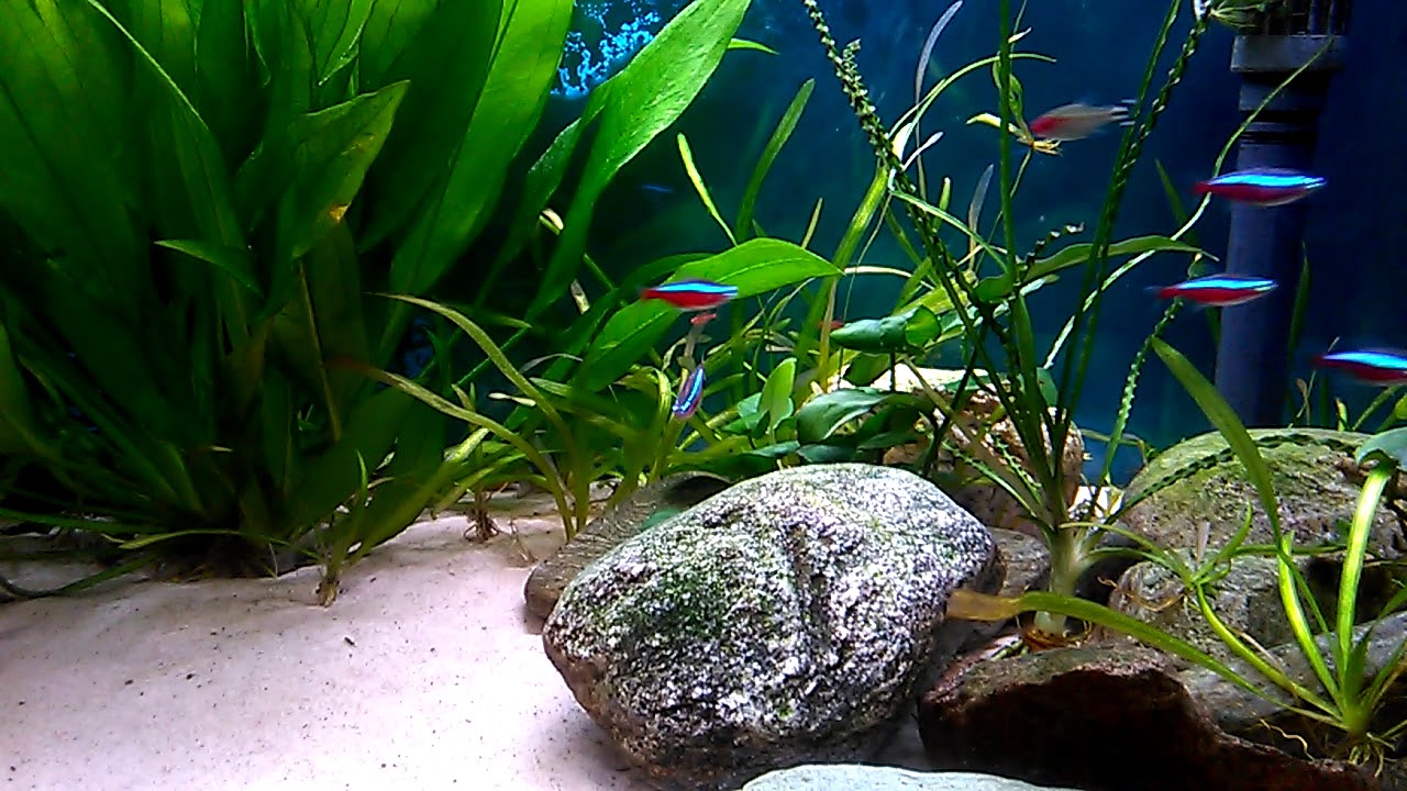 Boraras brigittae in community tank