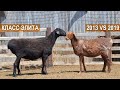 Селекция овец Эдильбаевской породы за семь лет. Сравнение. Волгоград-Эдильбай