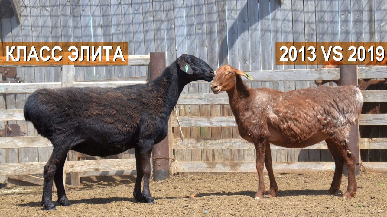 Селекция овец Эдильбаевской породы за семь лет. Сравнение. Волгоград ...