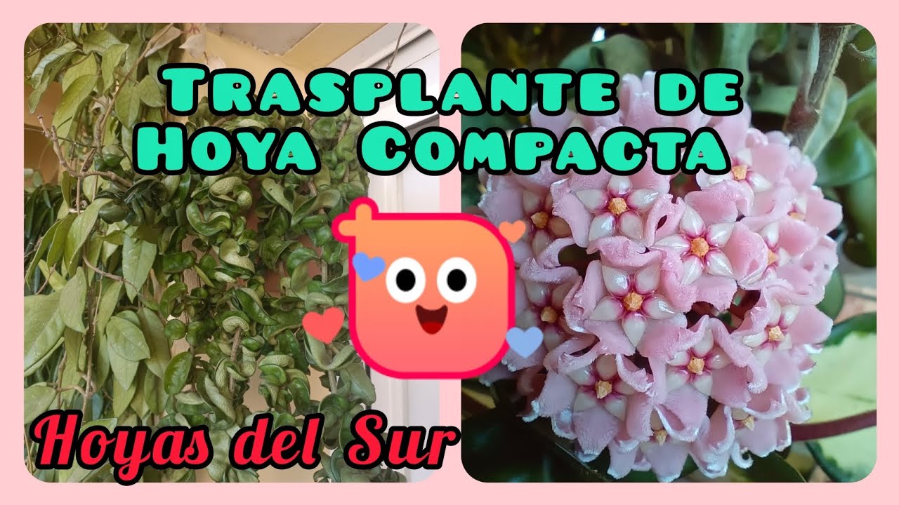 TRASPLANTE DE HOYA COMPACTA. Hoyas del Sur. Clepia. Nácar. Flor de Cera.