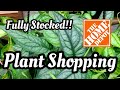 HOME DEPOT PLANT SHOPPING || Fully Stocked + NEW TRENDING TROPICALS!! 💕