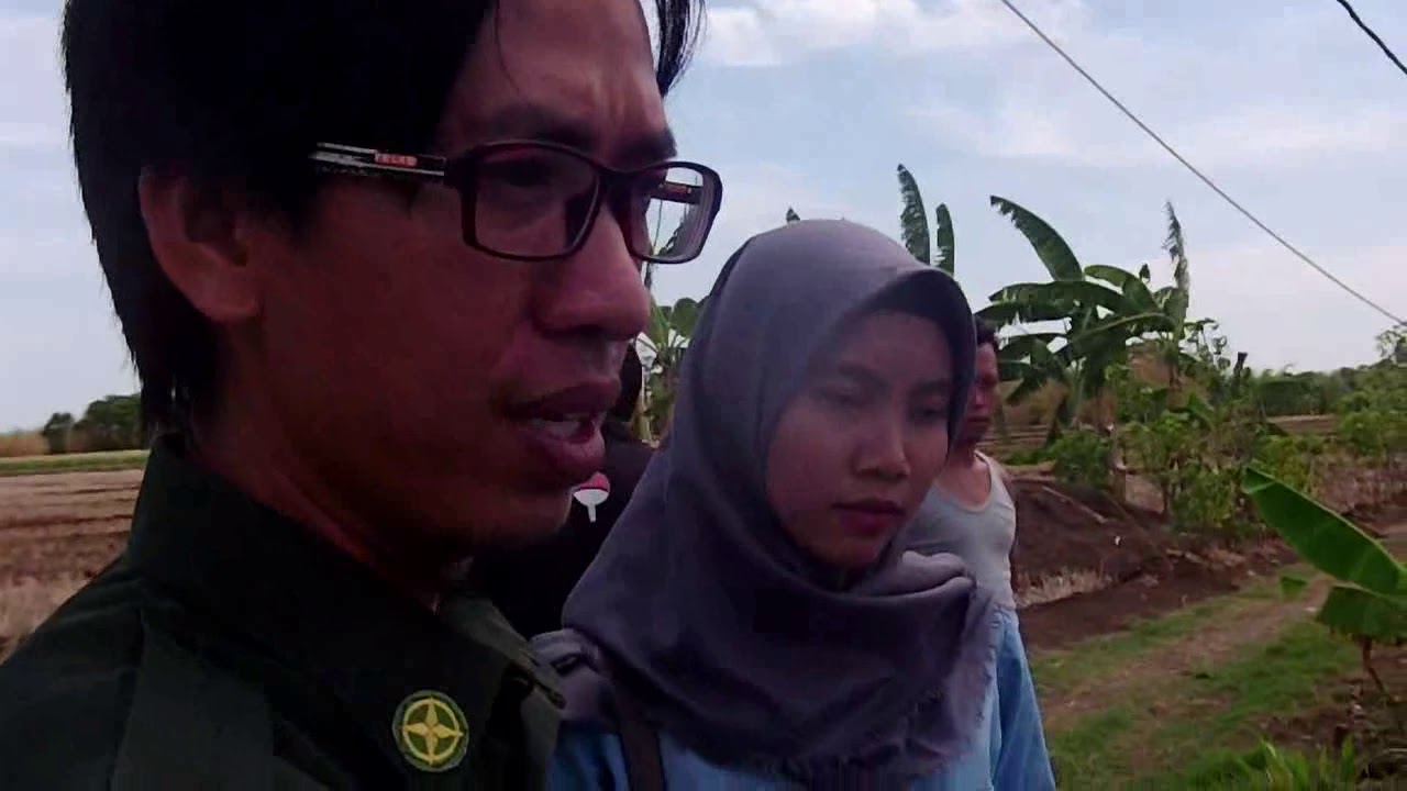 tambelang budidaya ikan lele mutiara 