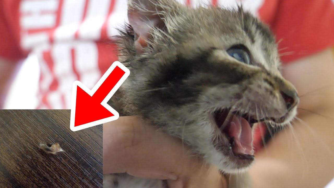 【保護猫】子猫の耳から猫カビの一部が取れました【保護子猫】