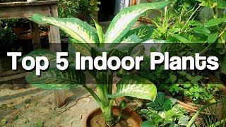 Top 5 Best Indoor Plants - Easy to Grow Indoor Plants - (Urdu|Hindi)