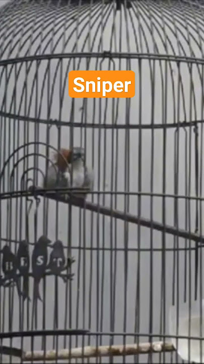 Tembakan burung Tepus daput /sniper gacor