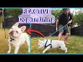 Day 4  how do you walk a reactive dog  real life training