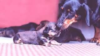 AMAZING BIRTH! dachshund gives birth to 4 puppies Update