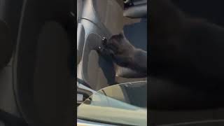 Cat Claws at Leather Interior of Audi Car