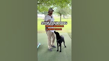 Teach Your Dog to "Leave It" in 2 Simple Steps