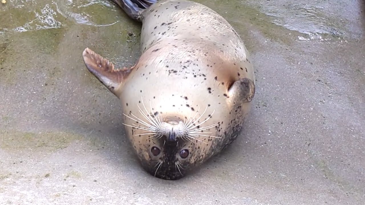 【アザラシ】笑子(えこ)は帰りたい @那須どうぶつ王国（栃木県）;Seal