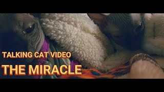 TALKING CAT VIDEO - THE MIRACLE