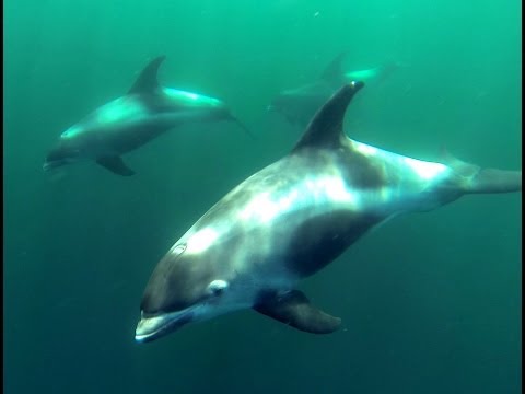 White Beaked Dolphin