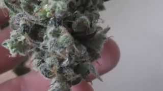 chernobyl drying