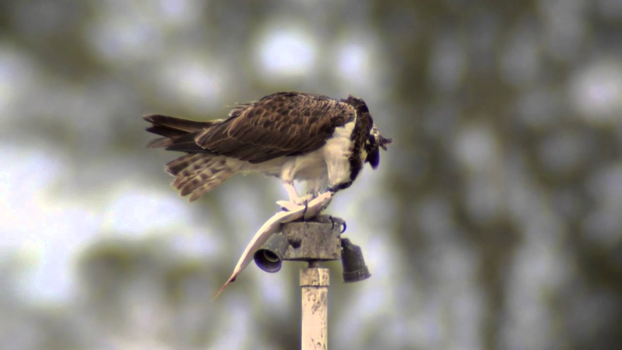 The Audubon Moment - The Osprey