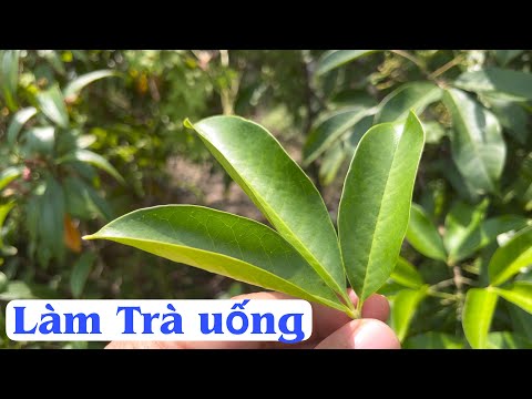 kem fanny menu Update Lấy lá này làm trà | không cần tốn tiền triệu mua thuốc. PHAN HẢI Channel