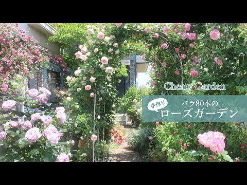 バラのガーデンツアー】80本のバラが満開に！我が家のローズガーデンを