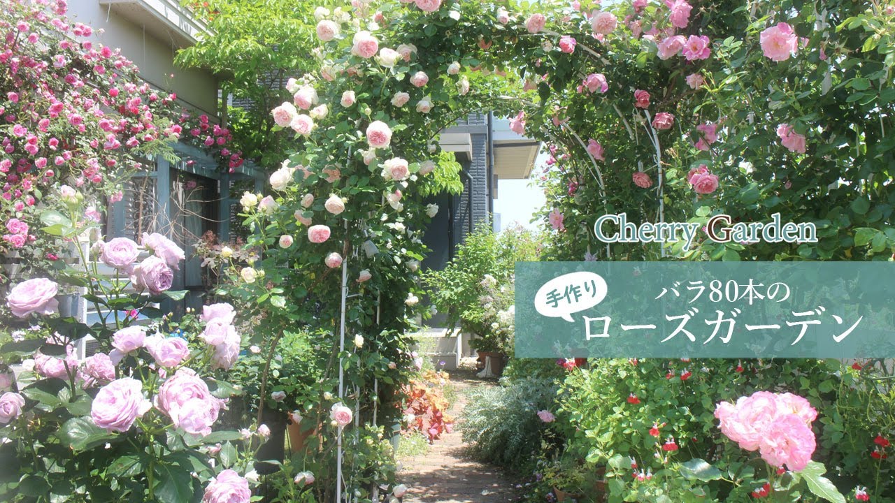 バラのガーデンツアー】80本のバラが満開に！我が家のローズガーデンを